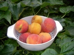 Fresh peaches and apricots